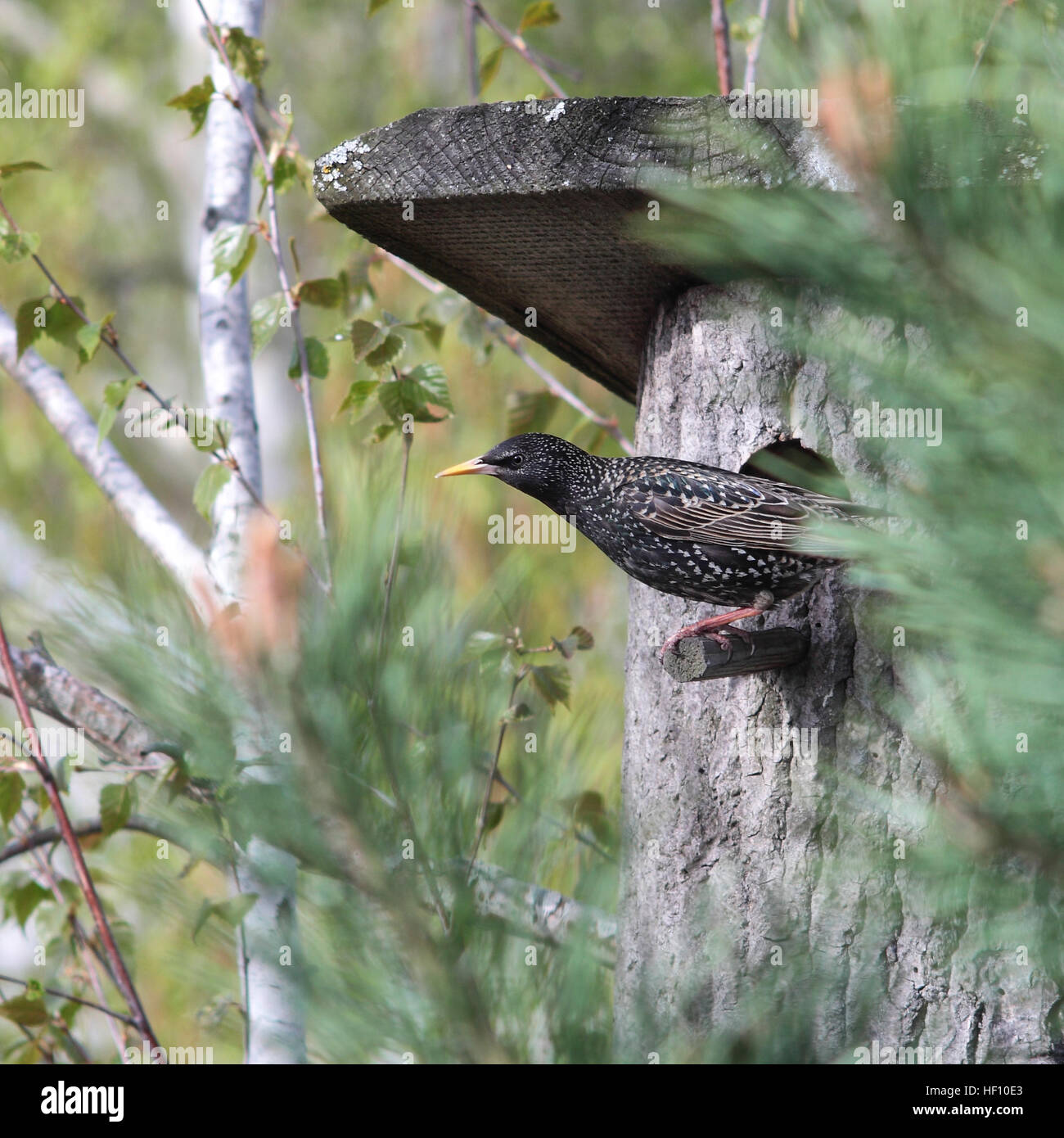 Vögel - sieht gemeinsame Starling aus einen Nistkasten. Stockfoto