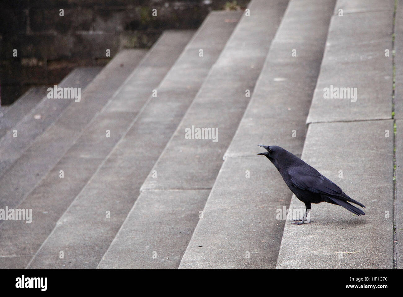 Einsame schwarze Krähe krächzend an Spitze der Treppe. Stockfoto