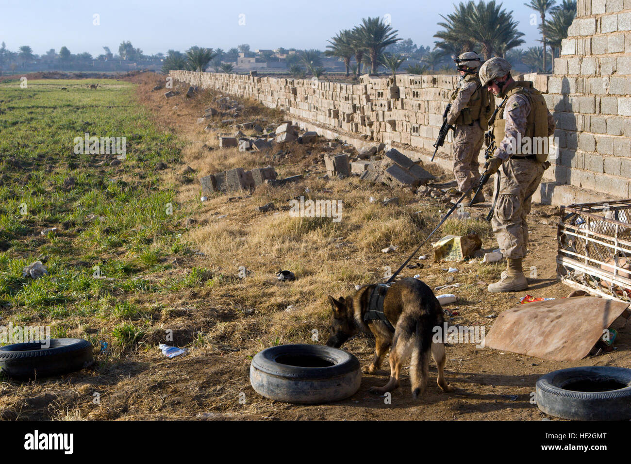 090117-M-5041C-001 KARMAH, Irak (17. Januar. 2009) A Marine k-9-Handler führt seinen Hund in eine Suche wie Marine Sgt. Graham Johnston, 1. Bataillon, 3. Marine Regiment, Regimental Combat Team 1 zugewiesen, der Weg führt. Marines unterstützen irakischen Provinz Sicherheitskräfte in der Gegend für eine geplante Besprechung des Gemeinderates Sicherheit. (Foto: U.S. Marine Corps Lance Cpl. Geoffrey T. Campbell/freigegeben) US Navy 090117-M-5041C-001 A Marine k-9-Handler führt seinen Hund in eine Suche wie Marine Sgt. Graham Johnston führt der Weg Stockfoto