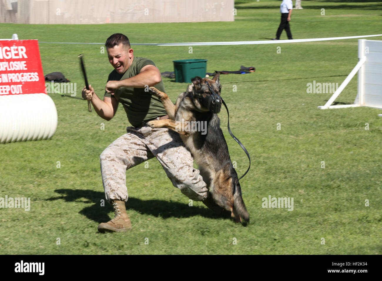 Militär-Arbeitshund Colli von der K-9-Einheit greift während einer Demonstration auf der Pioneer Days Fair in Twentynine Palms an. Die K-9-Einheit zeigte Fähigkeiten in Gehorsam, Angriff und kontrollierten Szenarien für Zuschauer. Stockfoto