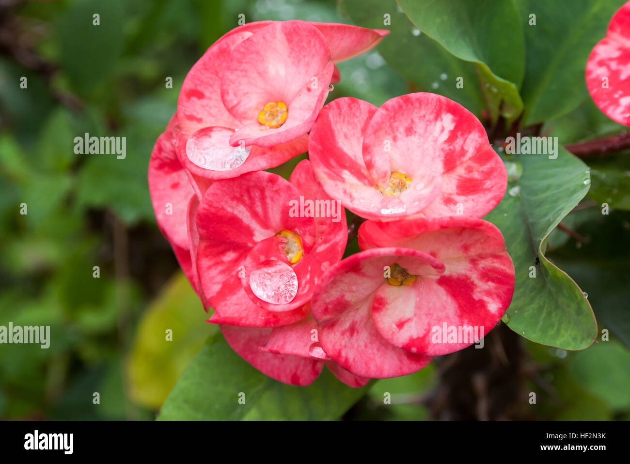 Krone von Dornen oder Christus Thorn Blume. (Euphorbia Milli) rosa Farbe auf Unschärfe grünes Blatt Hintergrund. Stockfoto