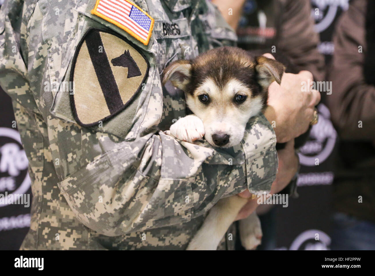 Major General Mike Bridges, Alaska National Guard handeln Generaladjutant, hält einen 8 Wochen alten Alaskan husky in der Alaska National Guard Krieger und Familie Dienstleistungen Familie Urlaub, Party bei der National Guard Armory auf gemeinsamer Basis Elmendorf-Richardson Dez. 13 statt. (US Army National Guard Foto von Sgt. Balinda O'Neal) Alaska GuardsmanE28099s Zwinger bietet Heilung um zu kämpfen verwundet, müde 141213-Z-CA180-078 Stockfoto