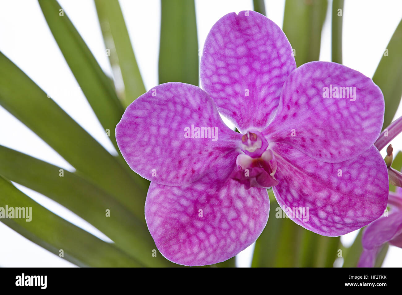 Blume lila Orchidee hautnah Stockfoto