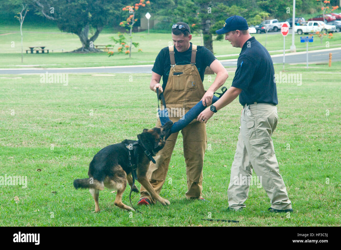 Zivile Military Police Officers Travis Cleaveland (links) und Chris Lefebvre behandeln militärischen Gebrauchshund Rex mit einem Biss Spielzeug während einer Demonstration für Gaststudierende Kainalu Elementary School bei Dewey Square, 2. Juni 2015. Die Schüler lernten, wie die k-9 Maßeinheit der Provost Marshal Büro der Hunde für die Strafverfolgung trainiert. (Marine Corps Foto von Christine Cabalo/freigegeben) Bekämpfung der Kriminalität einen Biss in einer Zeit 150602-M-RT812-316 Stockfoto