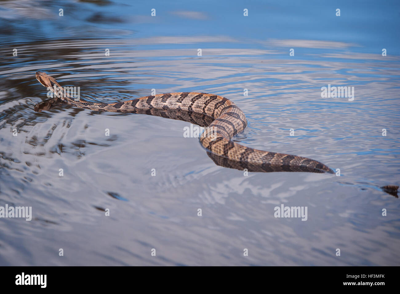 Eine Klapperschlange Canebrake schwimmt entlang einem überschwemmten Gebiet in der Nähe von Black River, in der Nähe ein Verkehrs-Kontrollpunkt, der von Soldaten der Delta Company, 1-118. Infanterie, S.C. Army National Guard in Andrew, S.C., 11. Oktober 2015 verwaltet wird. Der South Carolina National Guard wurde aktiviert, um Zustand und Grafschaft Notfallmanagement Organisationen und lokalen Ersthelfer als historischen Überschwemmungen Auswirkungen Grafschaften landesweiten unterstützen. Derzeit sind mehr als 3.000 Mitglieder der Nationalgarde von South Carolina als Reaktion auf das Hochwasser aktiviert. (US Army National Guard Foto von Sgt. Brian Calhoun/freigegeben) SC Stockfoto