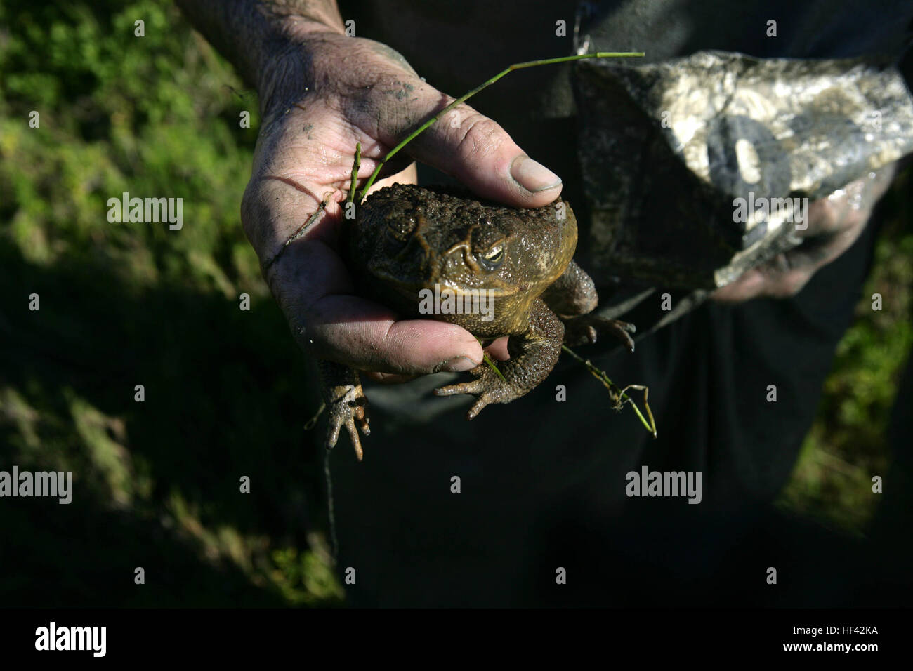 US Marine Corps Captain Timothy LeMaster, Offizier, Bekämpfung der Kamera, Marine Forces Pacific hält einen Frosch während der 16. jährlichen Sumpf toben, gesponsert von Combat Logistik-Bataillon 3, an der Marine Corps Base Hawaii, Kaneohe Bay auf Hawaii 20 Februar. Der Sumpf toben ist ein fünf-Meile, Hindernis-beladenen Kurs, der enthält Wasser, Schlamm, Sand und flachen Boden. (Foto: U.S. Marine Corps Lance CPL Alfredo V. Ferrer) Marines halten Volkslauf in Hawaii DVIDS254976 Stockfoto