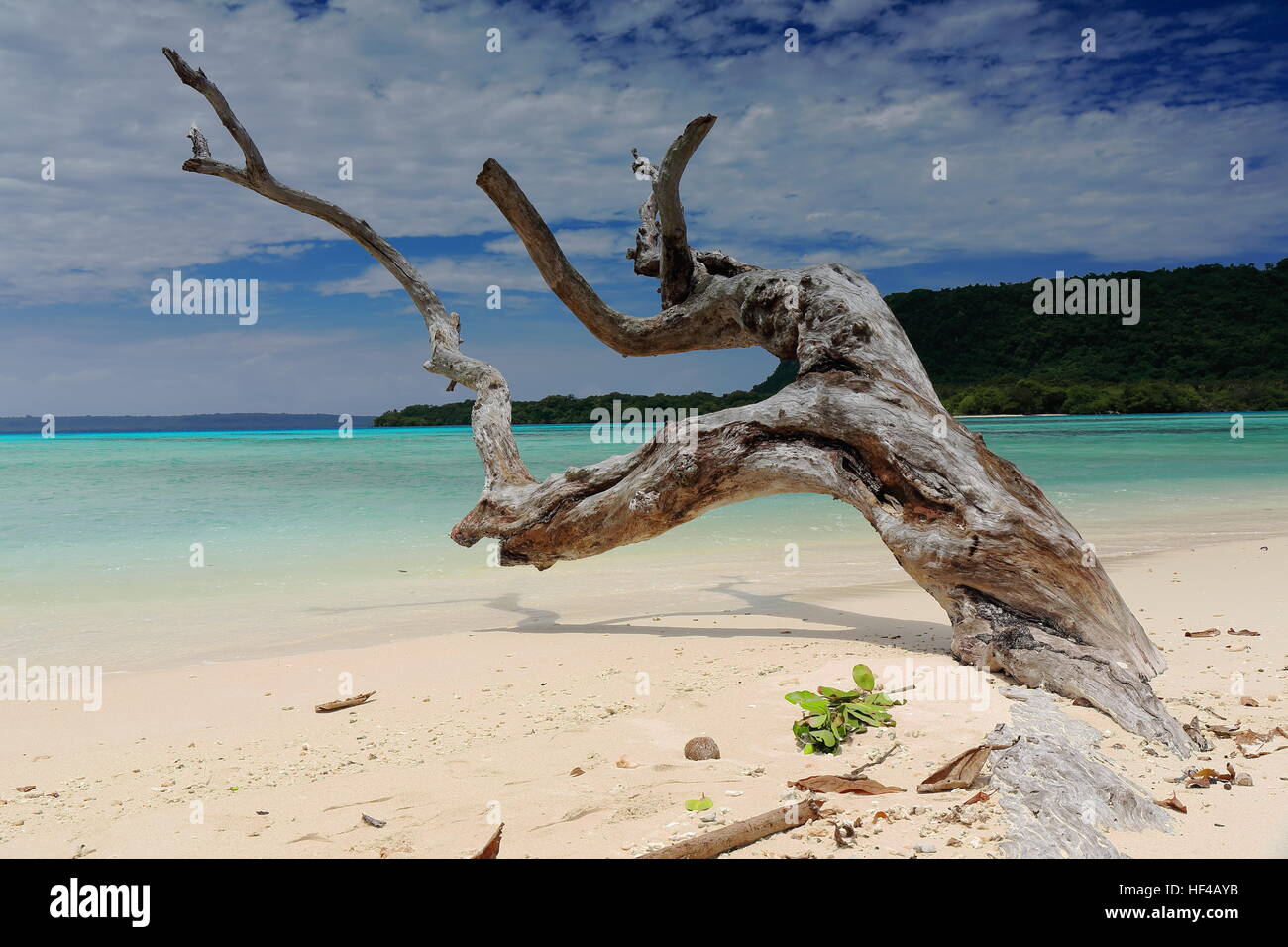 Große trockene Baumstamm auf die NNE halb begraben am weißen Sandstrand am nördlichen Ende des Strandes mit Dolphin Island im Hintergrund. Port-Olr Stockfoto