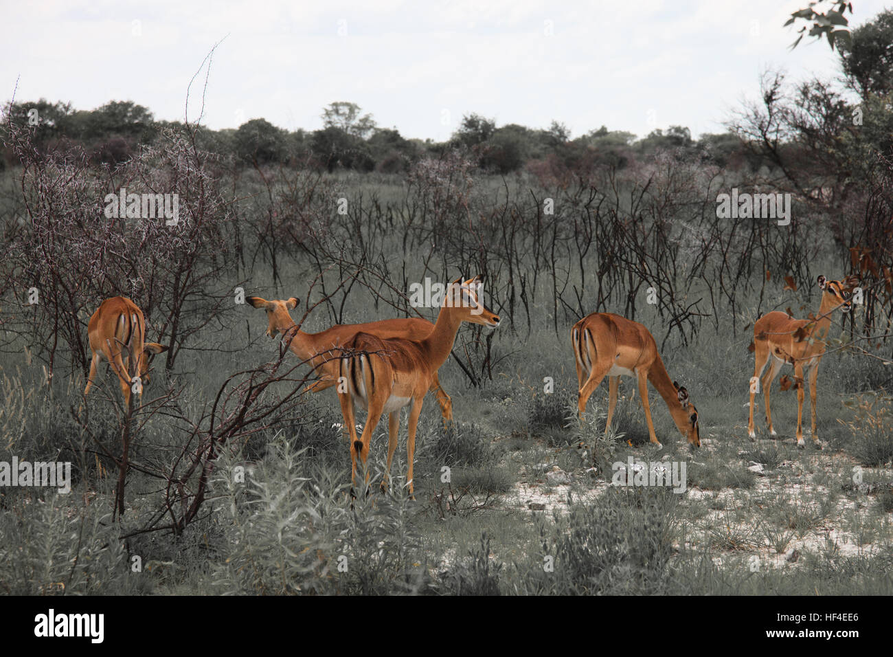 riesige Familie Herde Impalas grasen im Feld der Etosha Park, Namibia, Südafrika Stockfoto