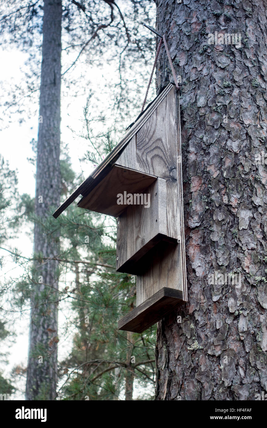 Hölzernen Fledermauskasten auf einer Kiefer Stockfoto