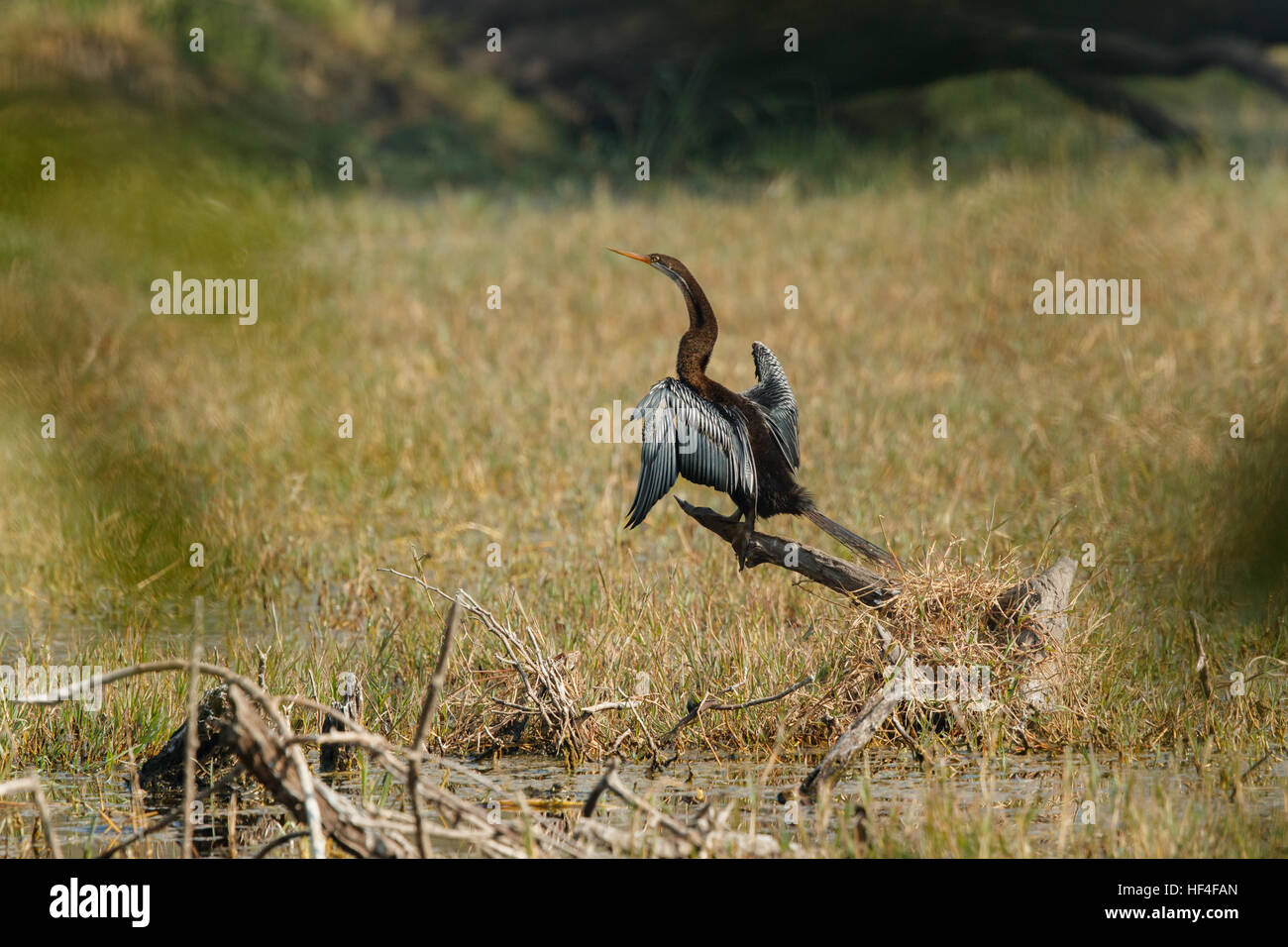 Eine orientalische Darter (Anhinga Rufa) isoliert auch bekannt als ein Snakebird, thront auf einem Toten Ast gegen einen verschwommenen natürlichen Hinterg Stockfoto