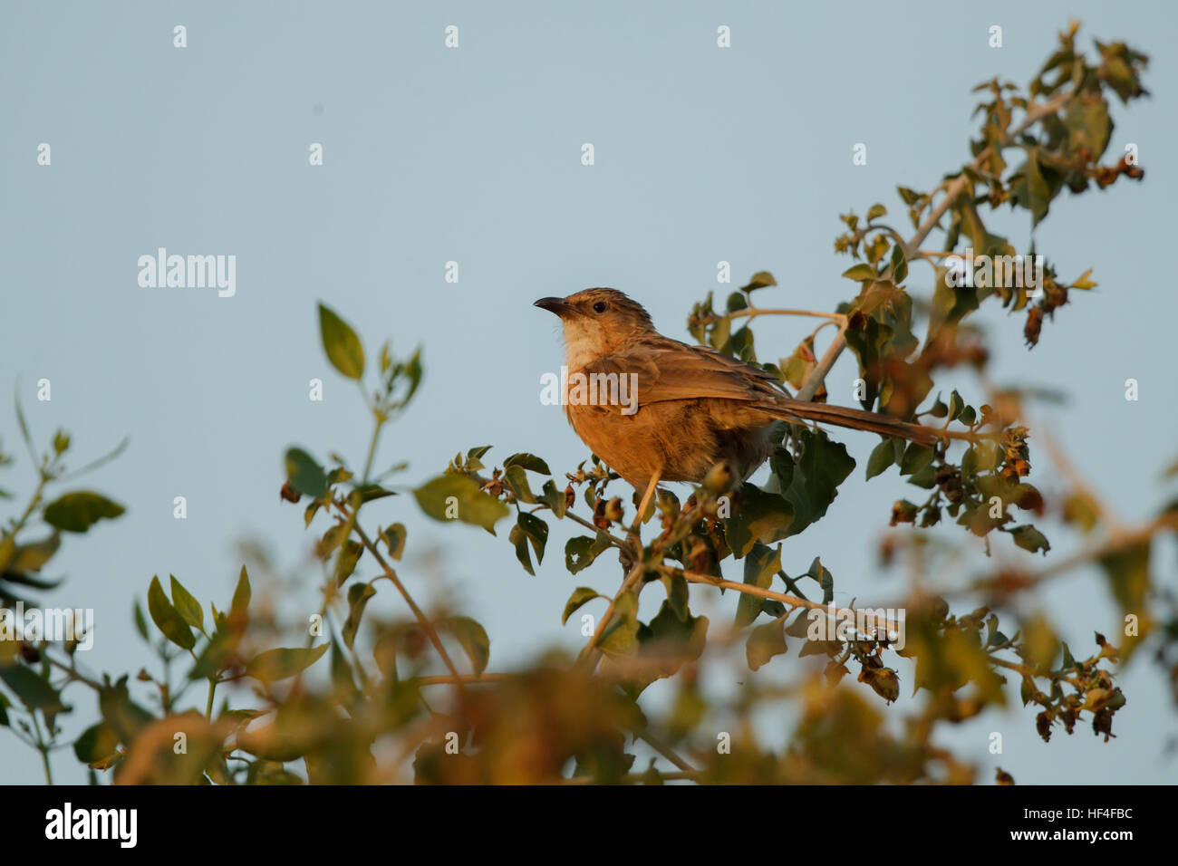 Graceful Prinia oder Warbler Stockfoto