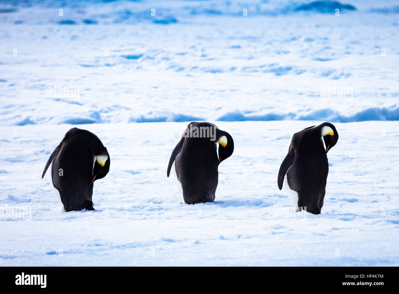 Drei Kaiserpinguine, putzen, Reinigung und Auffüllen der Öle auf ihre Federn. Antarktis Stockfoto