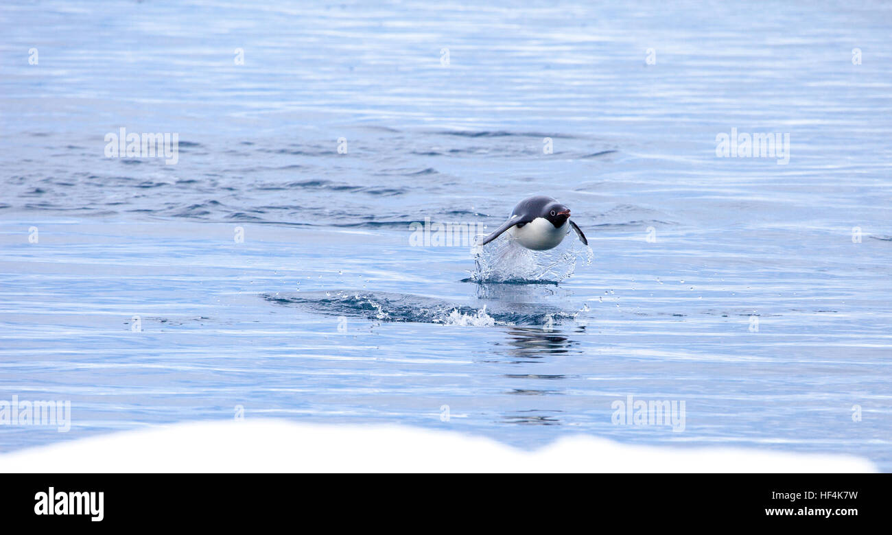 Ein Adelie Pinguin springt aus dem Wasser. Porpoising ist eine sehr viel effizienter und schnelle Art zu reisen im Vergleich einfach durch das Wasser schwimmen. Antarc Stockfoto