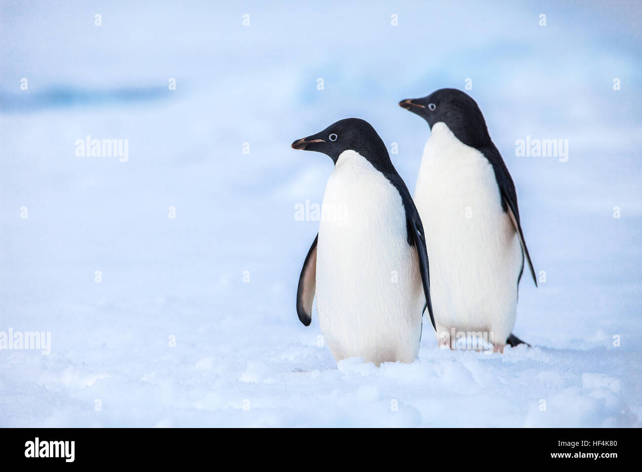 Zwei Adelie-Pinguine halten Sie vorsichtig beobachten für Raubtiere Stockfoto