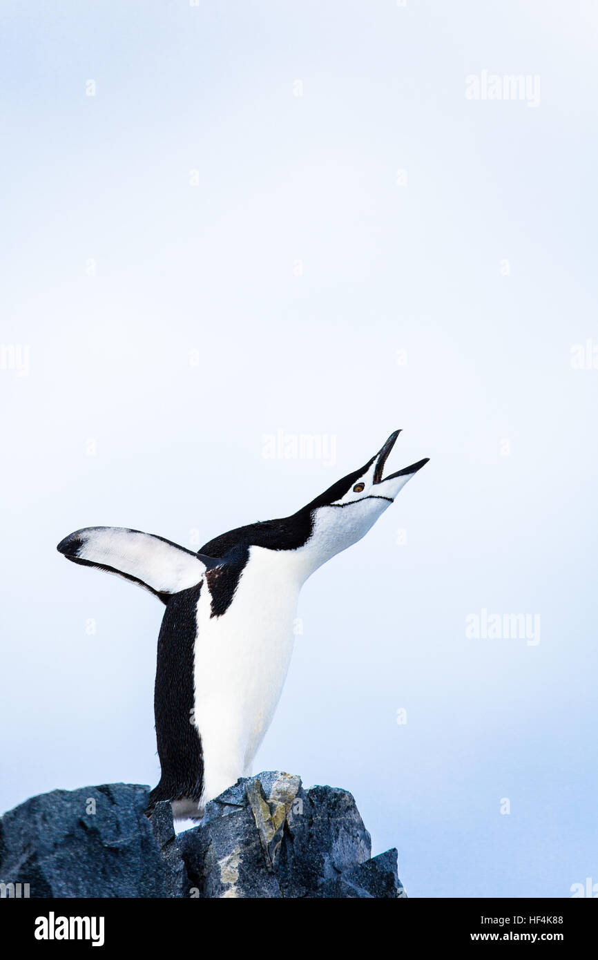 Ein Kinnriemen Pinguin Trumpts laut. Antarktis. Stockfoto