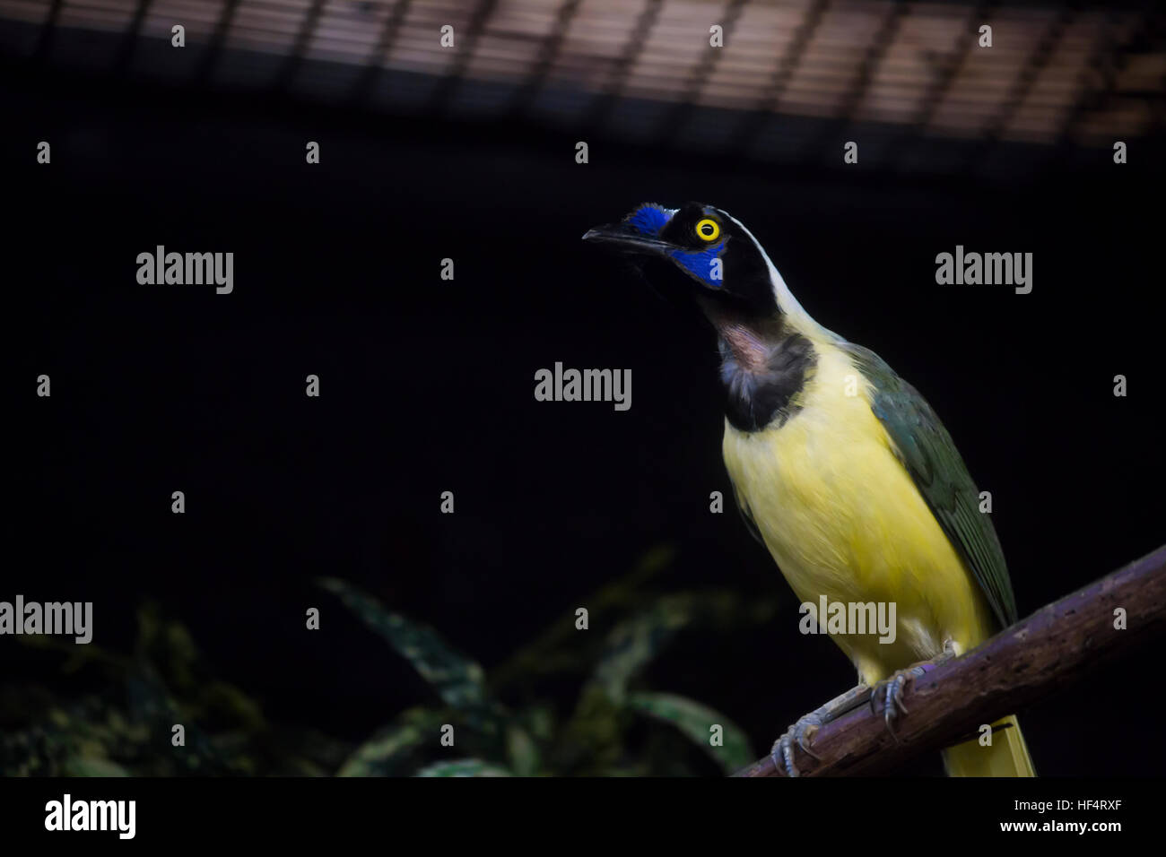 Nahaufnahme eines Plüsch-Crested Jay (Cyanocorax chrysops) in einem Käfig Stockfoto