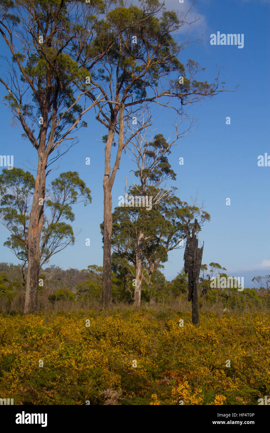 Reste der verbrannten Baum in einer wiederhergestellten Landschaft Stockfoto
