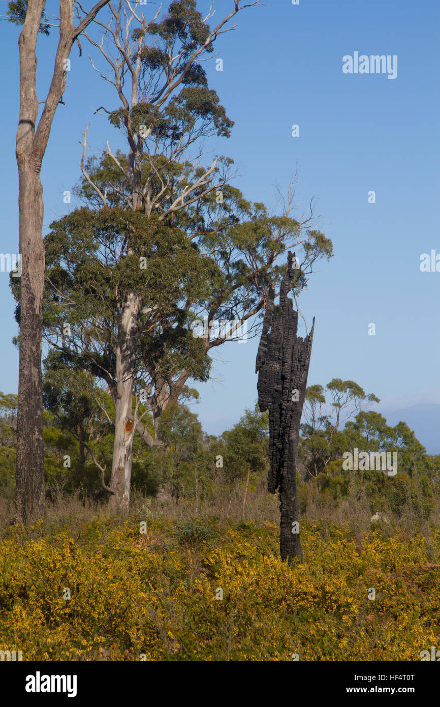 Reste eines verbrannten Baum in einem wiederhergestellten Landschaft Stockfoto