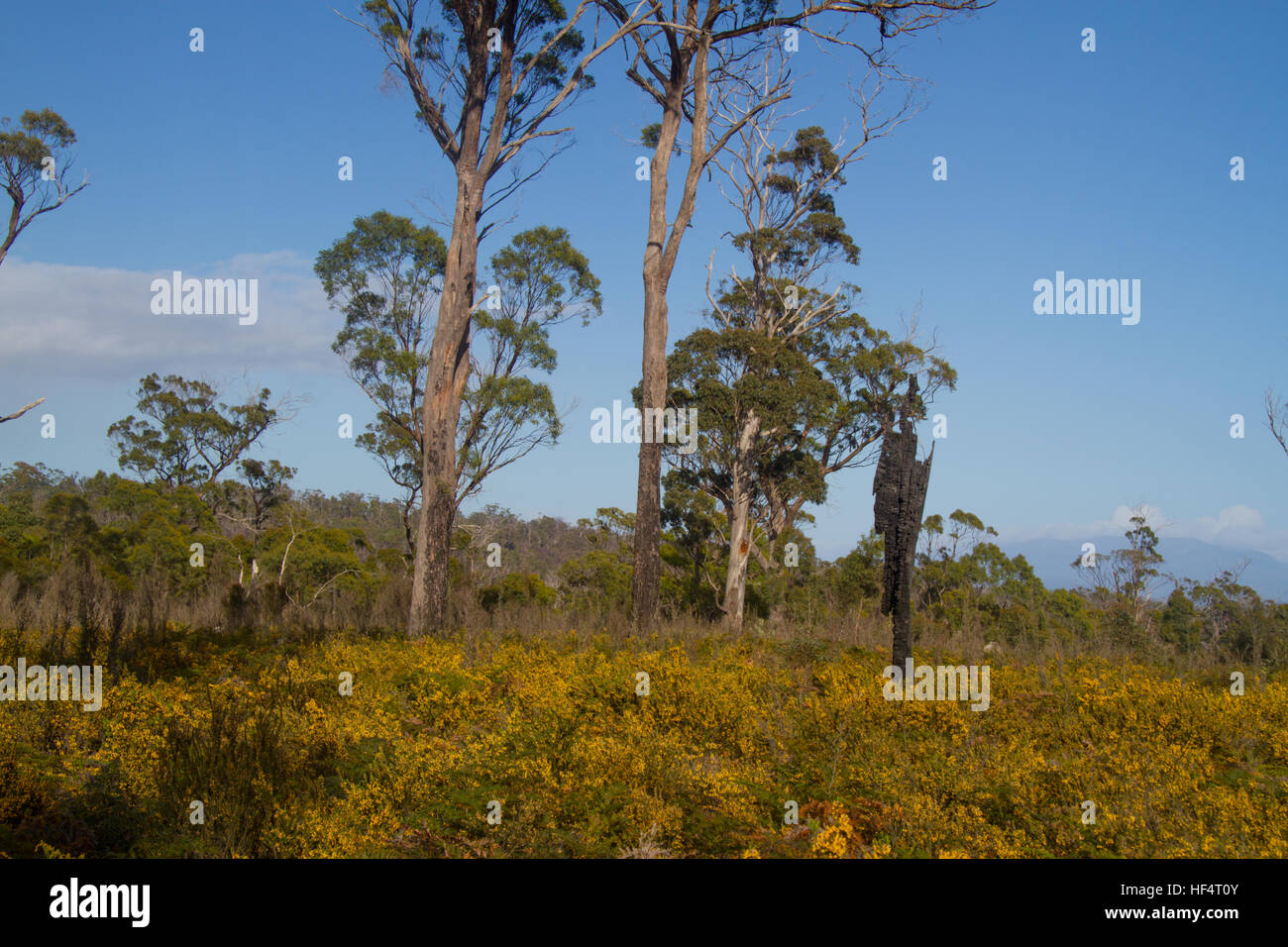 Reste der verbrannten Baum in einer wiederhergestellten Landschaft Stockfoto