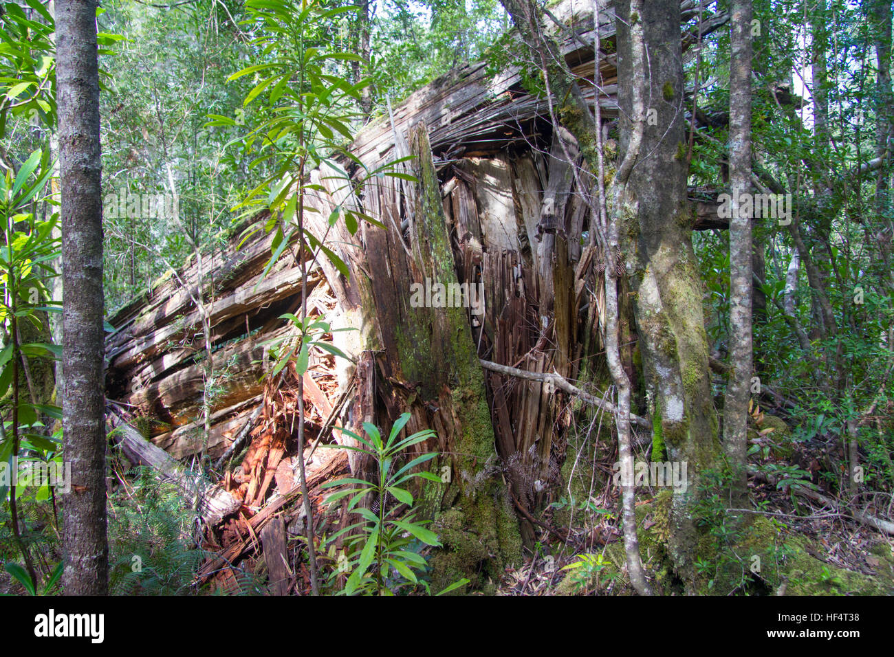 Große gefallenen Baum in einer tasmanischen Wald Stockfoto