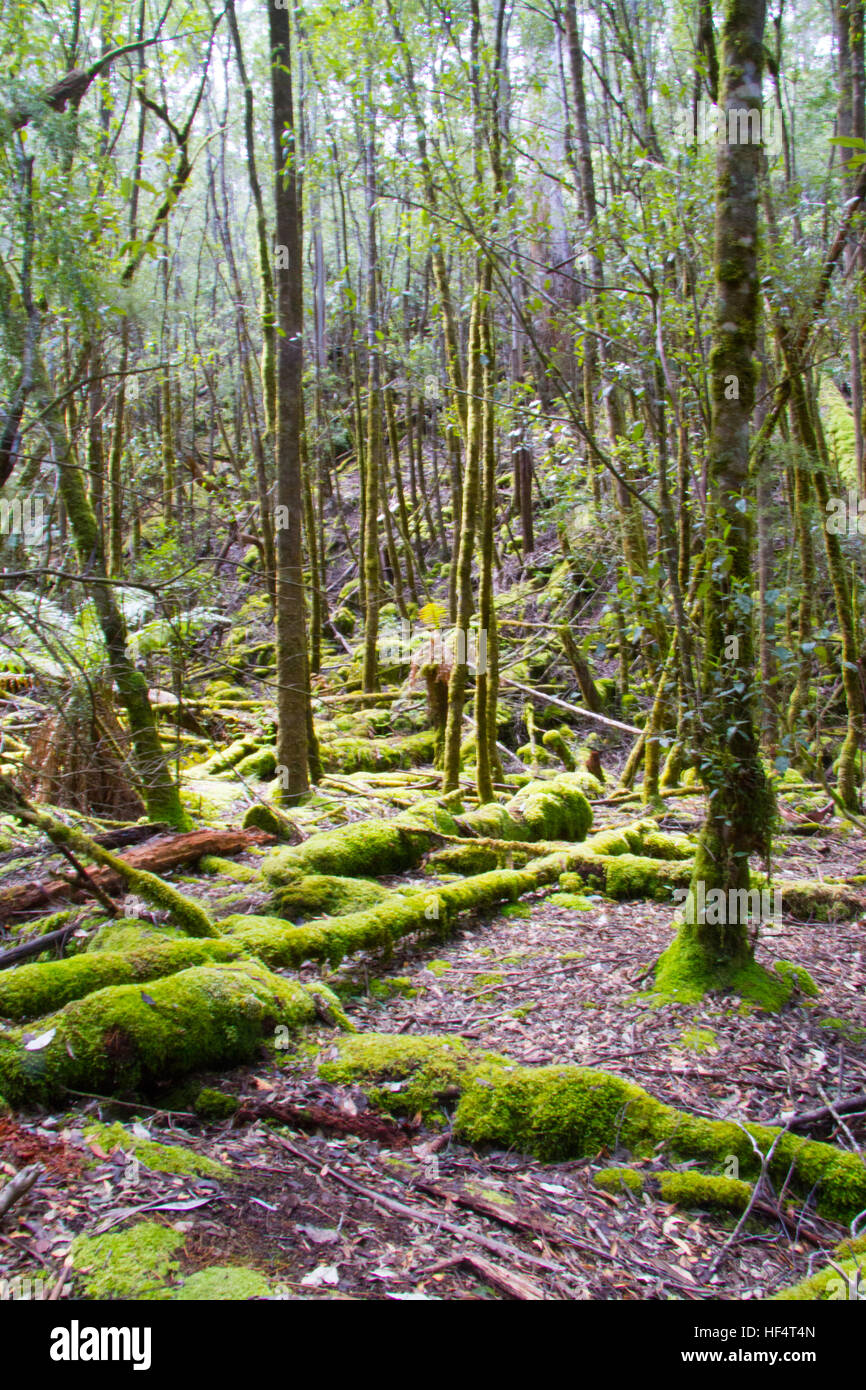 Nasse sclerophyll Wald Tasmanien Stockfoto