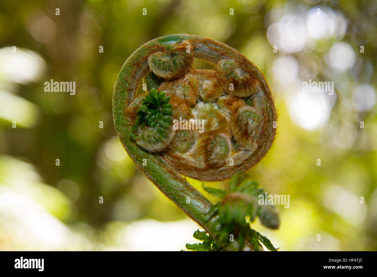 Farn schießen Stockfoto