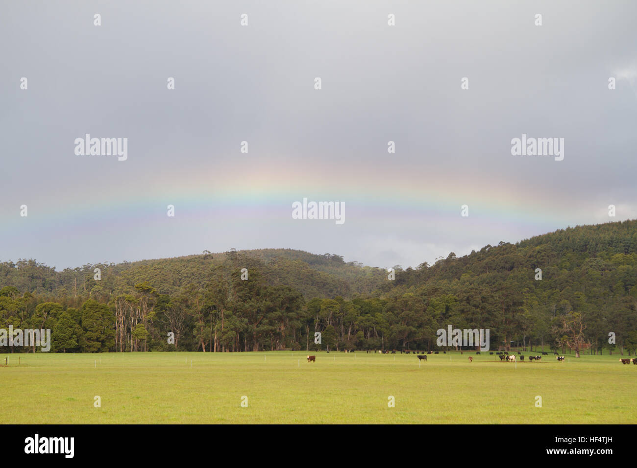 Regenbogen über Weidevieh Stockfoto