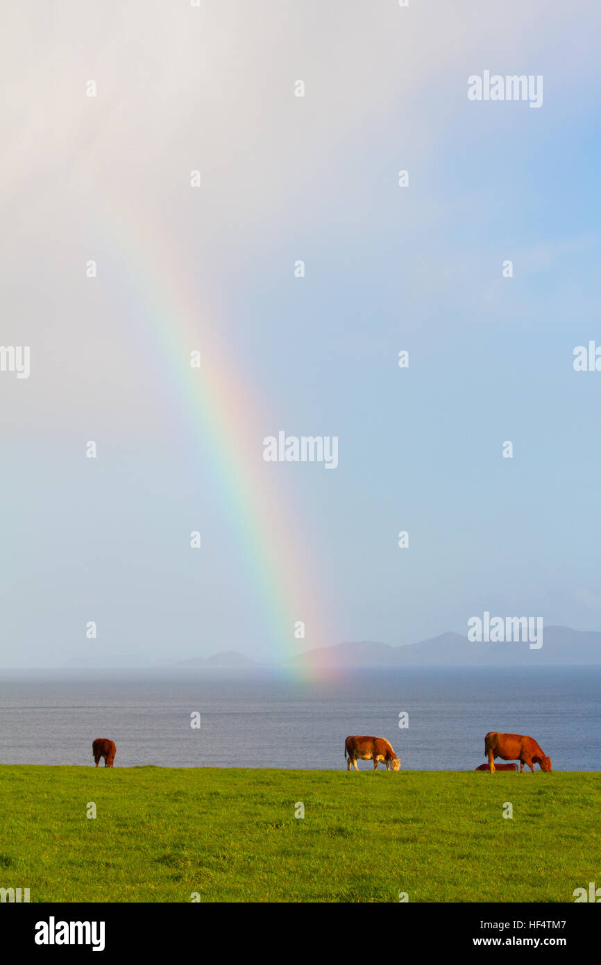 Regenbogen über Weidevieh Stockfoto
