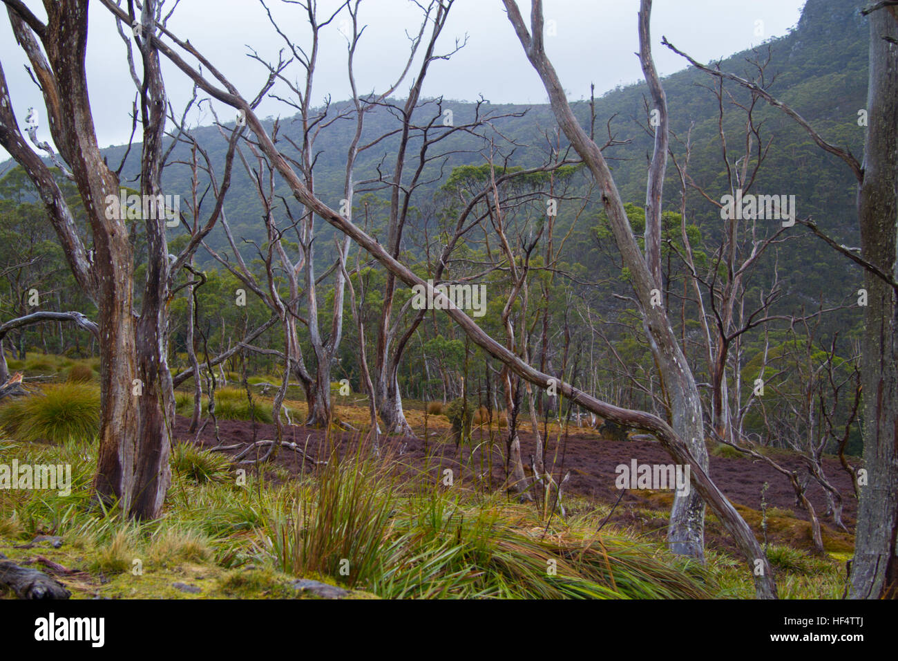 Blick auf den Trockenwald, Tasmanien, Australien Stockfoto