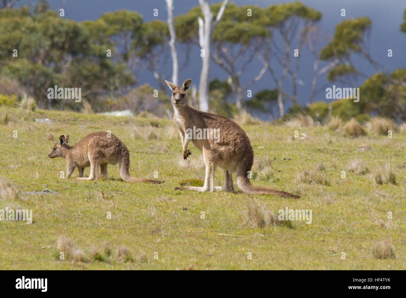 Eastern Grey Kangaroo (Macropus giganteus) Sie wird auch als die grossen Grauen Kängurus und der Förster kangaroo bekannt Stockfoto