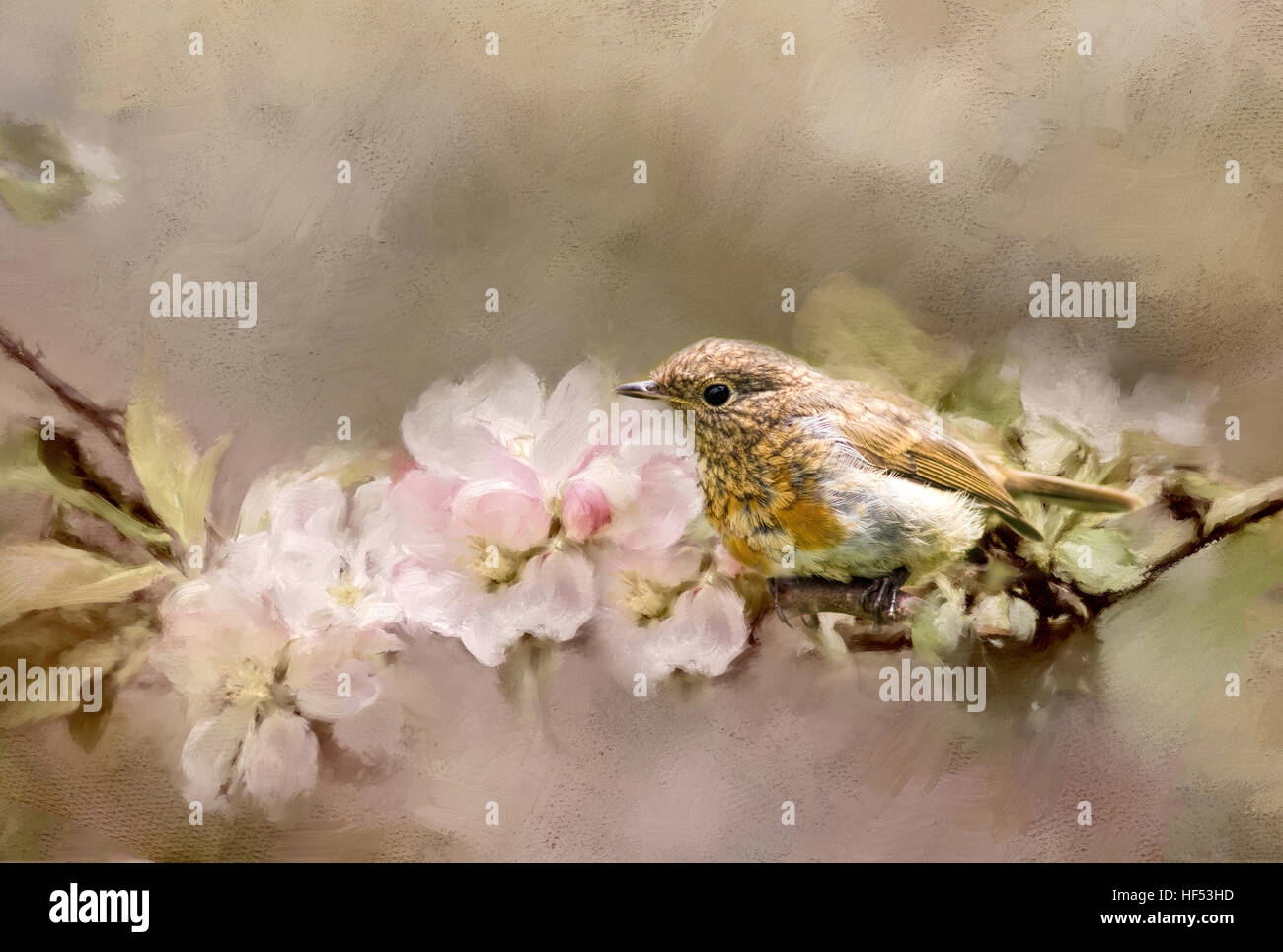 Junge Robin mit Blüte. Stockfoto
