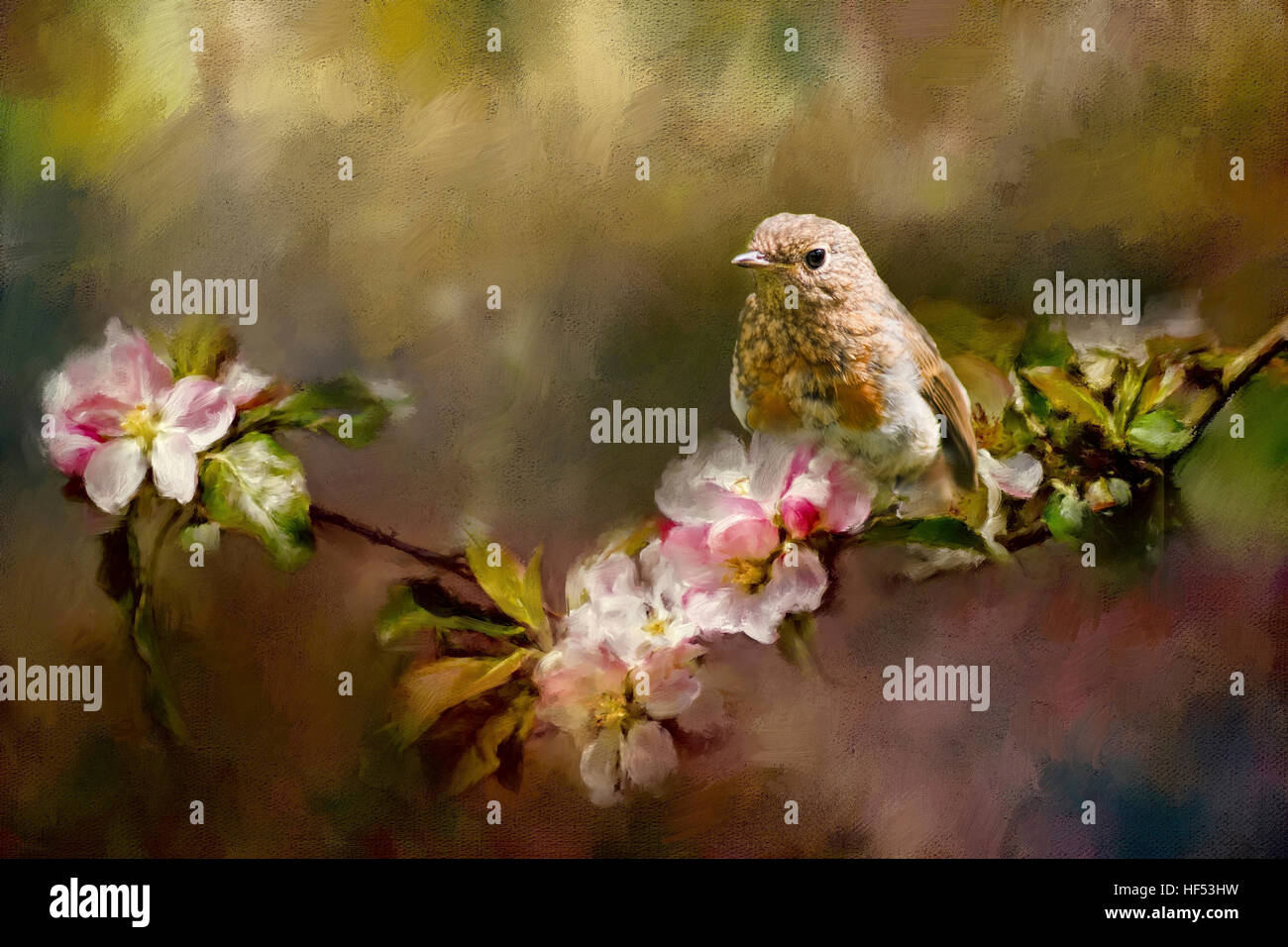 Junge Robin sitzen auf Apfelblüte. Stockfoto