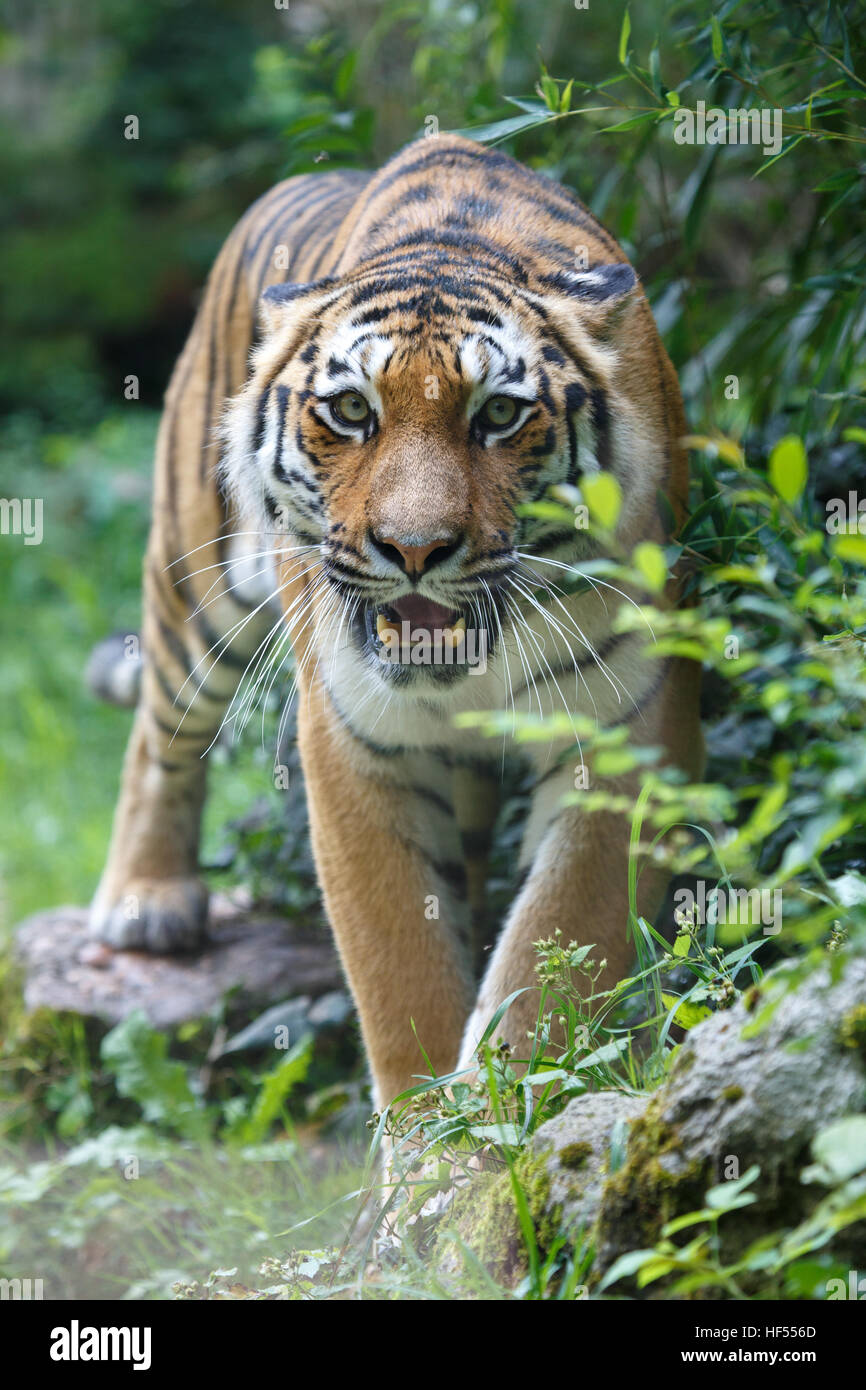 Frontalansicht eines sibirischen Tiger oder Amur-Tiger, Panthera Tigris Altaica, schaut in die Kamera. Stockfoto