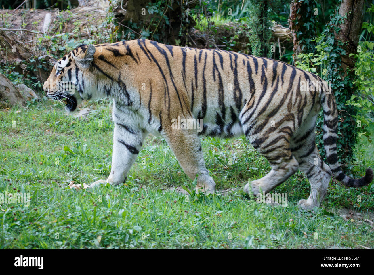 Seitenansicht eines sibirischen Tiger oder Amur-Tiger, Panthera Tigris Altaica, im Wald spazieren. Stockfoto