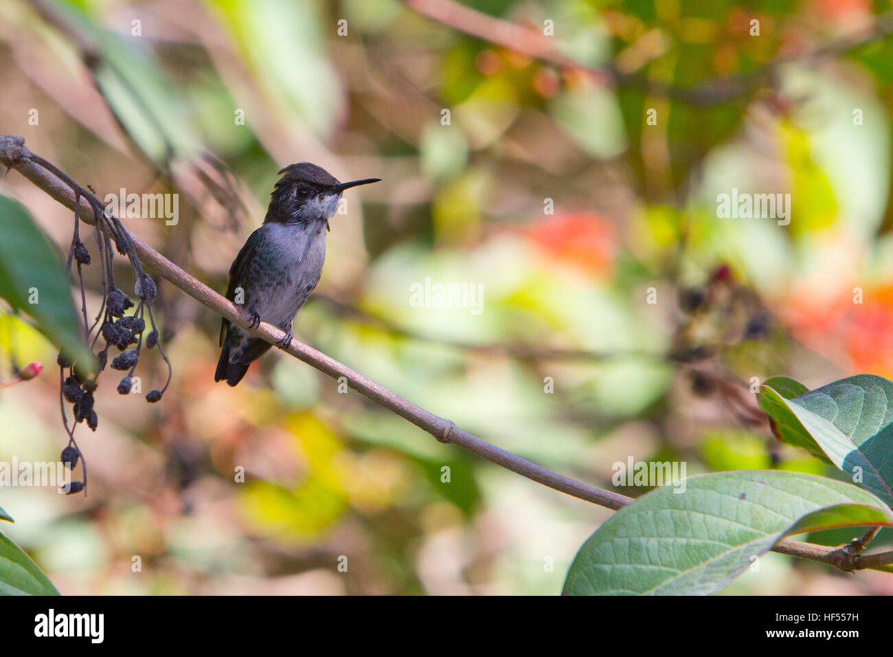 Eine Jugendliche männliche Biene Kolibri, der kleinste Vogel der Welt, in Kuba Stockfoto