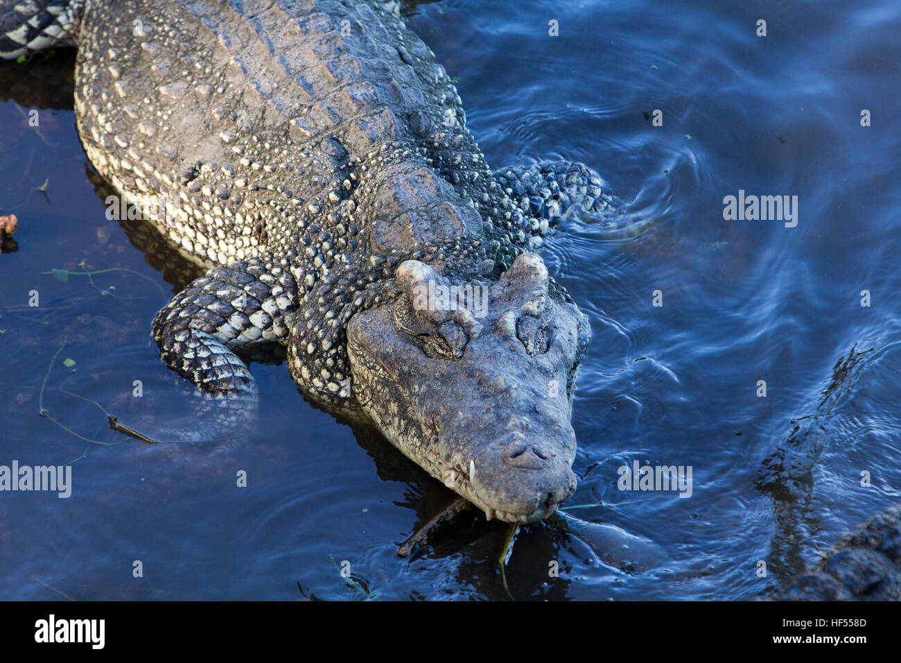 Kubanische Krokodil auf ein Zuchtprogramm in Guama Krokodilfarm in Matanzas, Laguna del Tesoro, Kuba Stockfoto