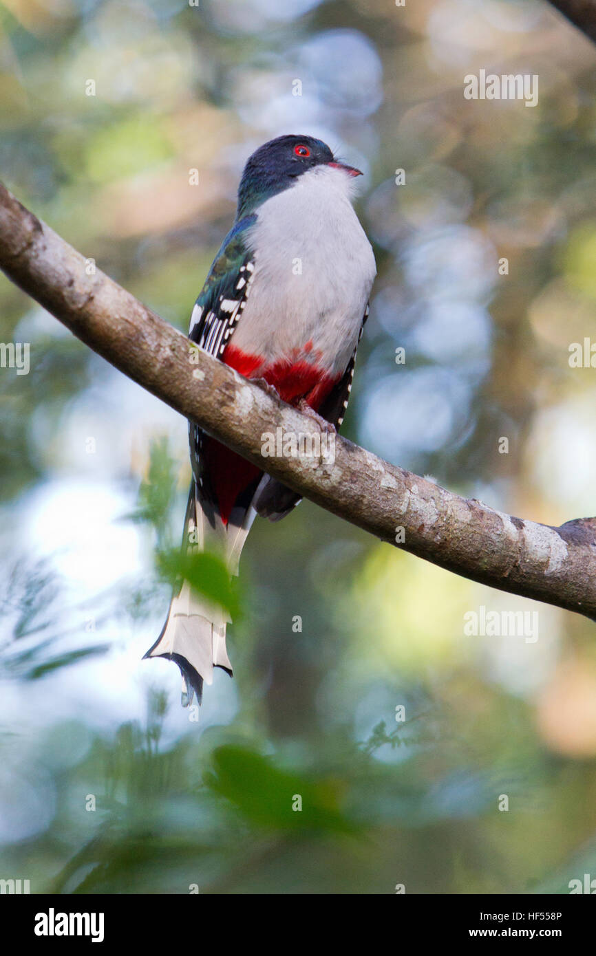 Ein kubanischer Trogon, der Nationalvogel Kubas Stockfoto