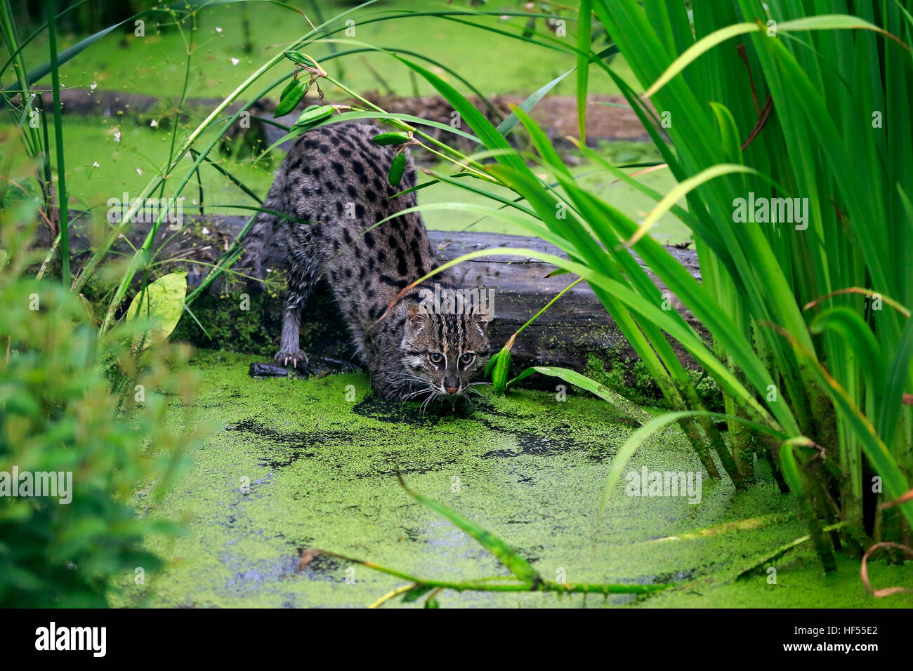 Fischen-Katze (Prionailurus Viverrinus), Erwachsene Jagd auf Wasser, Asien Stockfoto