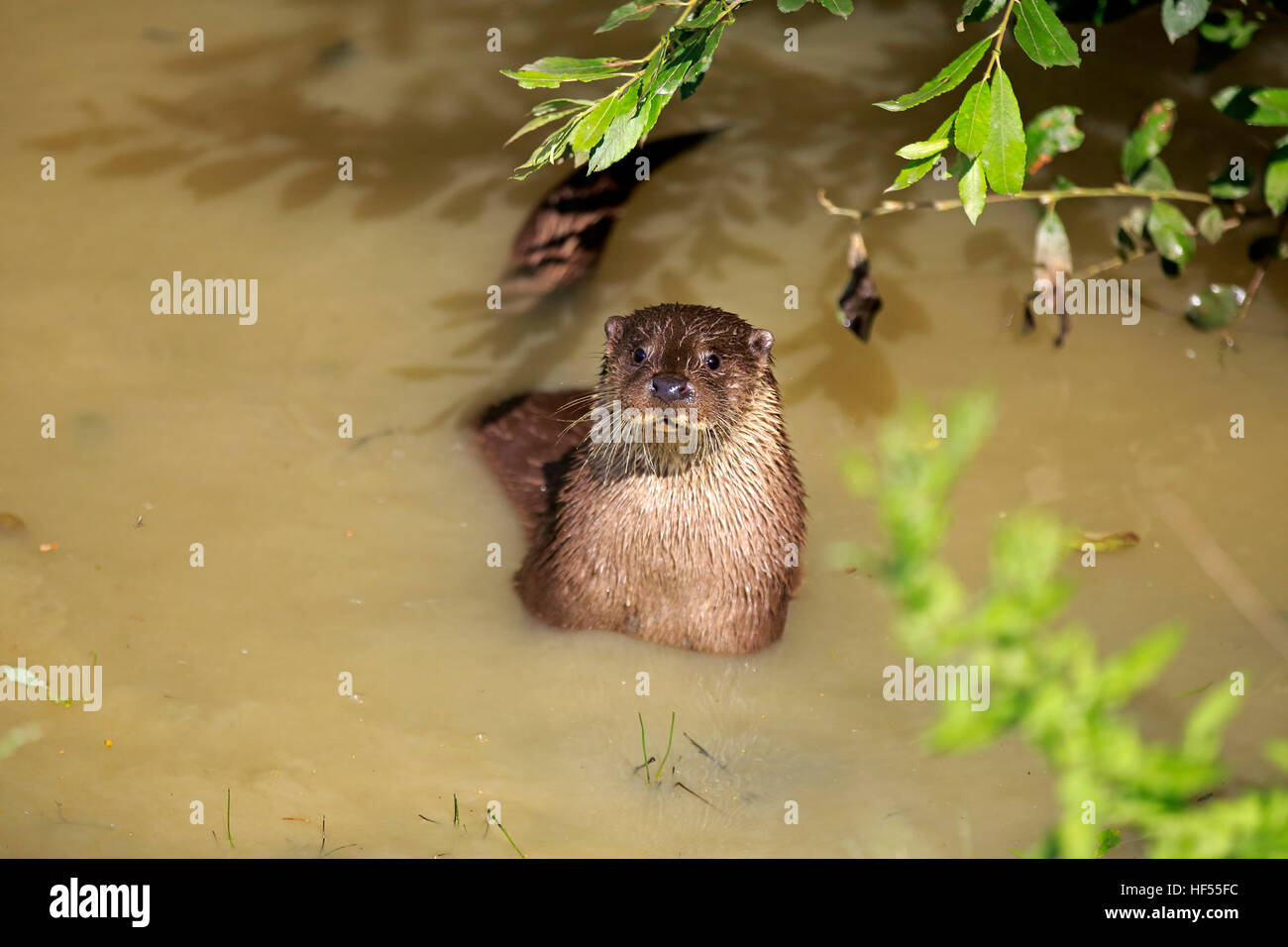 Europäische Otter, gemeinsame Fischotter (Lutra Lutra), Erwachsene im Wasser, Surrey, England, Europa Stockfoto