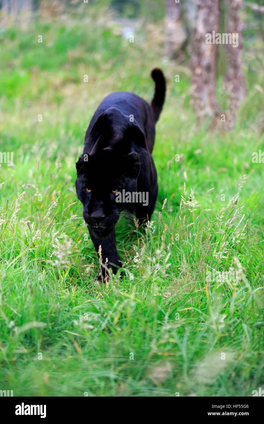Jaguar, schwarze Panther, (Panthera Onca), Erwachsene, stalking, Südamerika Stockfoto
