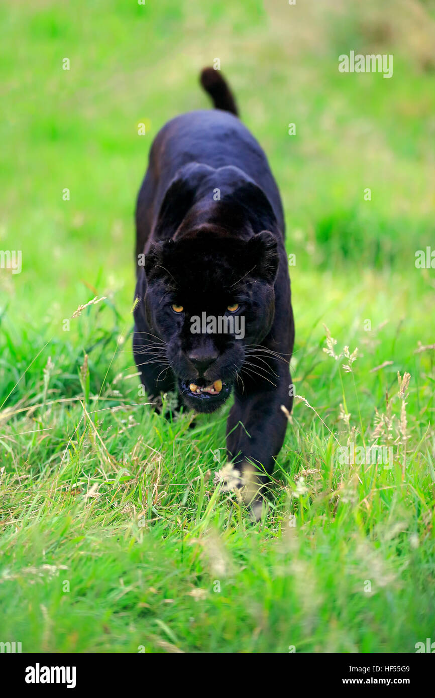 Jaguar, schwarze Panther, (Panthera Onca), Erwachsene, stalking, Südamerika Stockfoto
