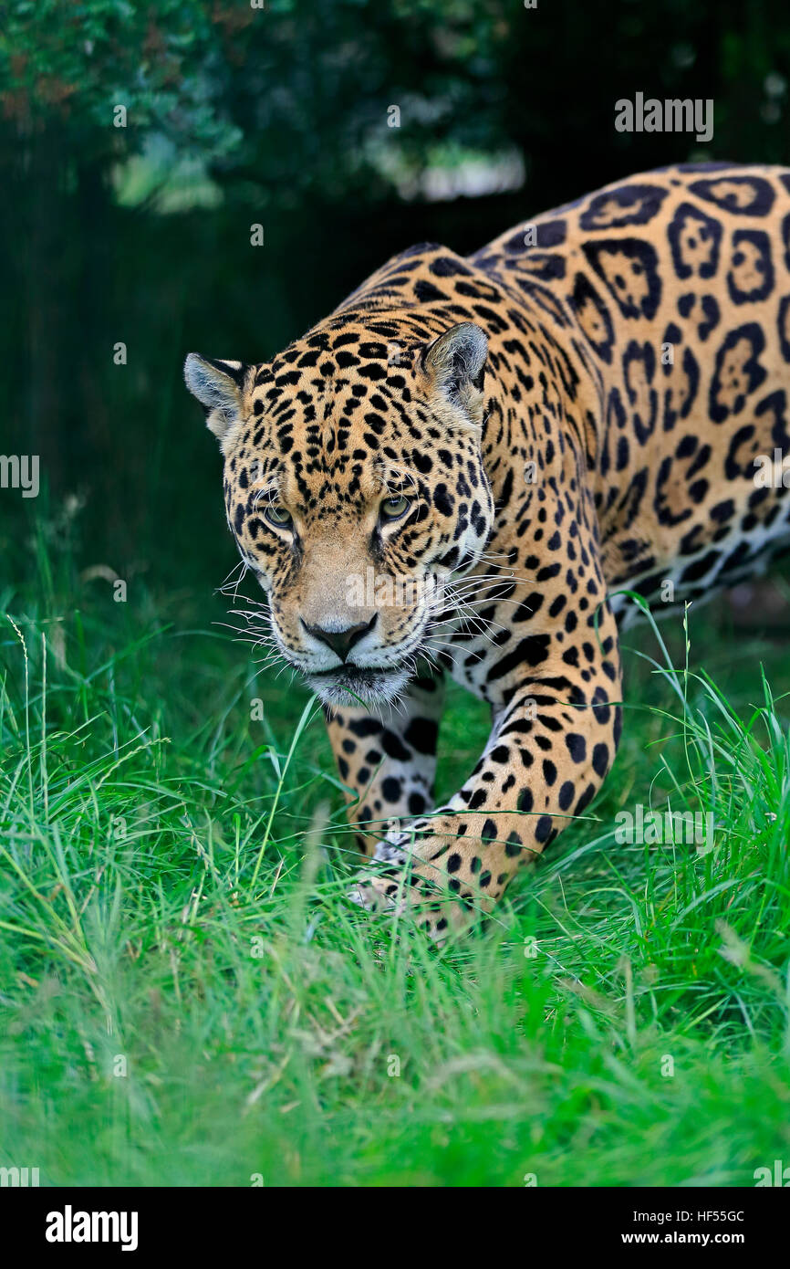Jaguar (Panthera Onca), Erwachsene alert Porträt, Südamerika Stockfoto
