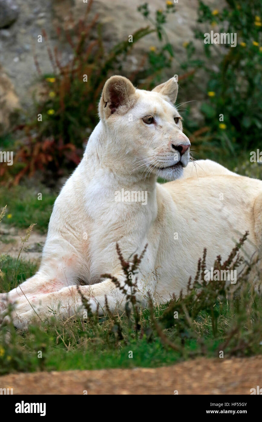 Löwe, weiße Form, (Panthera Leo), Frauenporträt, Afrika Stockfoto
