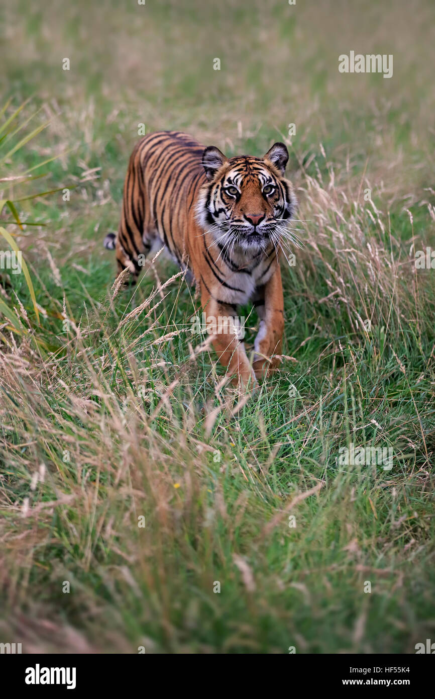 Sibirischer Tiger, (Panthera Tigris Altaica), Erwachsene Warnung, Asien Stockfoto