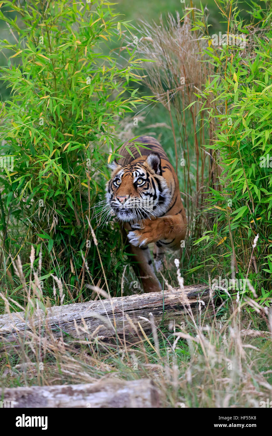 Sibirischer Tiger, (Panthera Tigris Altaica), Erwachsene, stalking, Asien Stockfoto