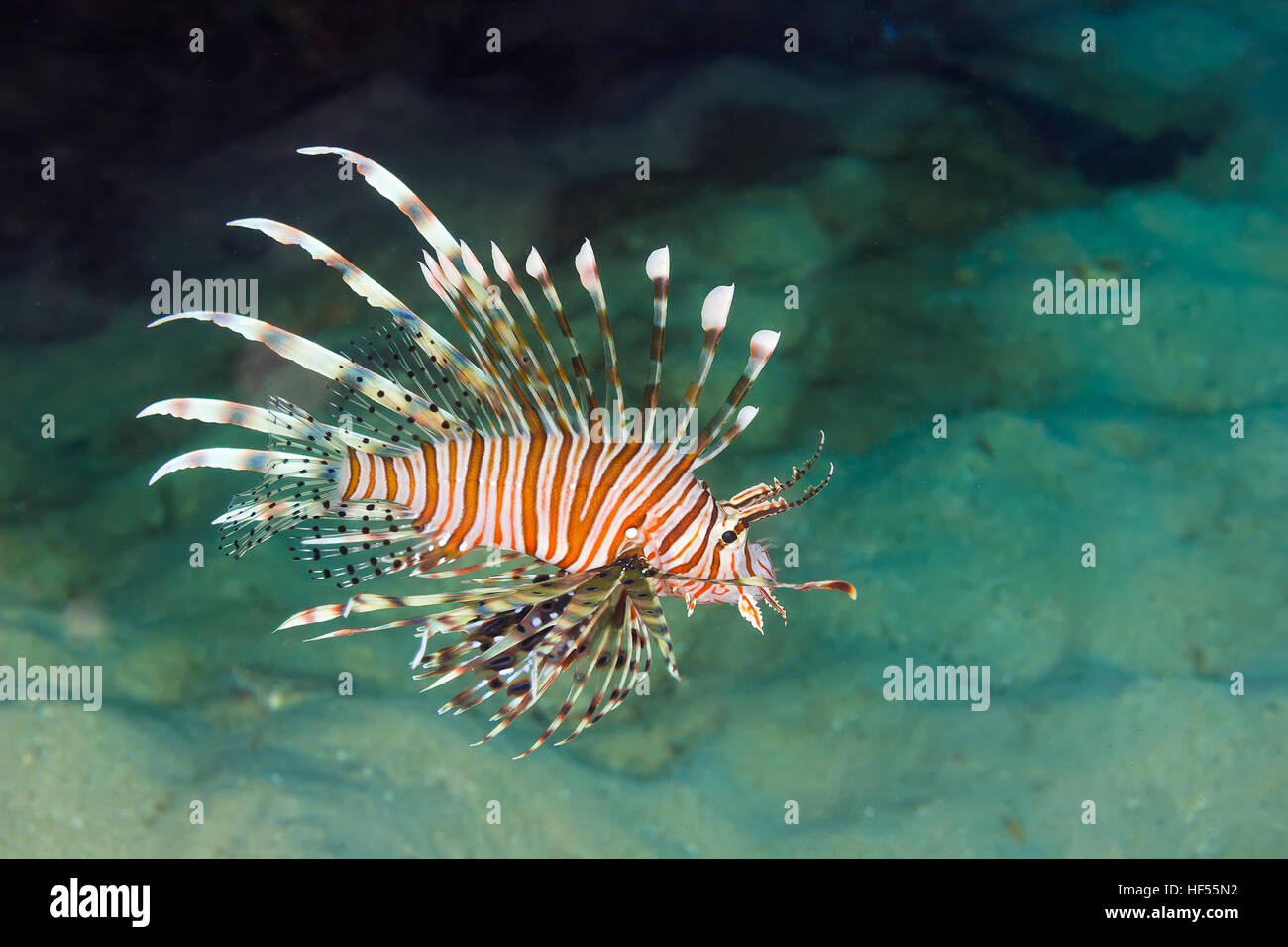 Unterwasser Bild der Pazifische Rotfeuerfische (Pterois miles) Stockfoto