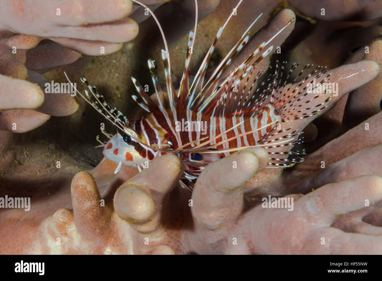 Unterwasser Bild der Pazifische Rotfeuerfische (Pterois miles) Stockfoto