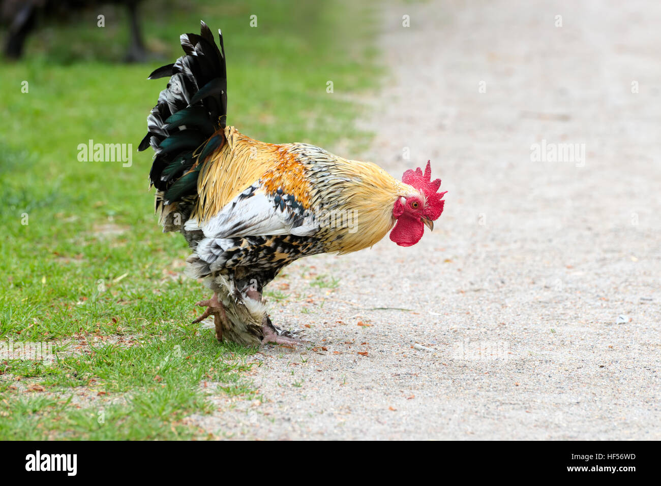 dekorative Hahn auf der Suche nach Nahrung Stockfoto