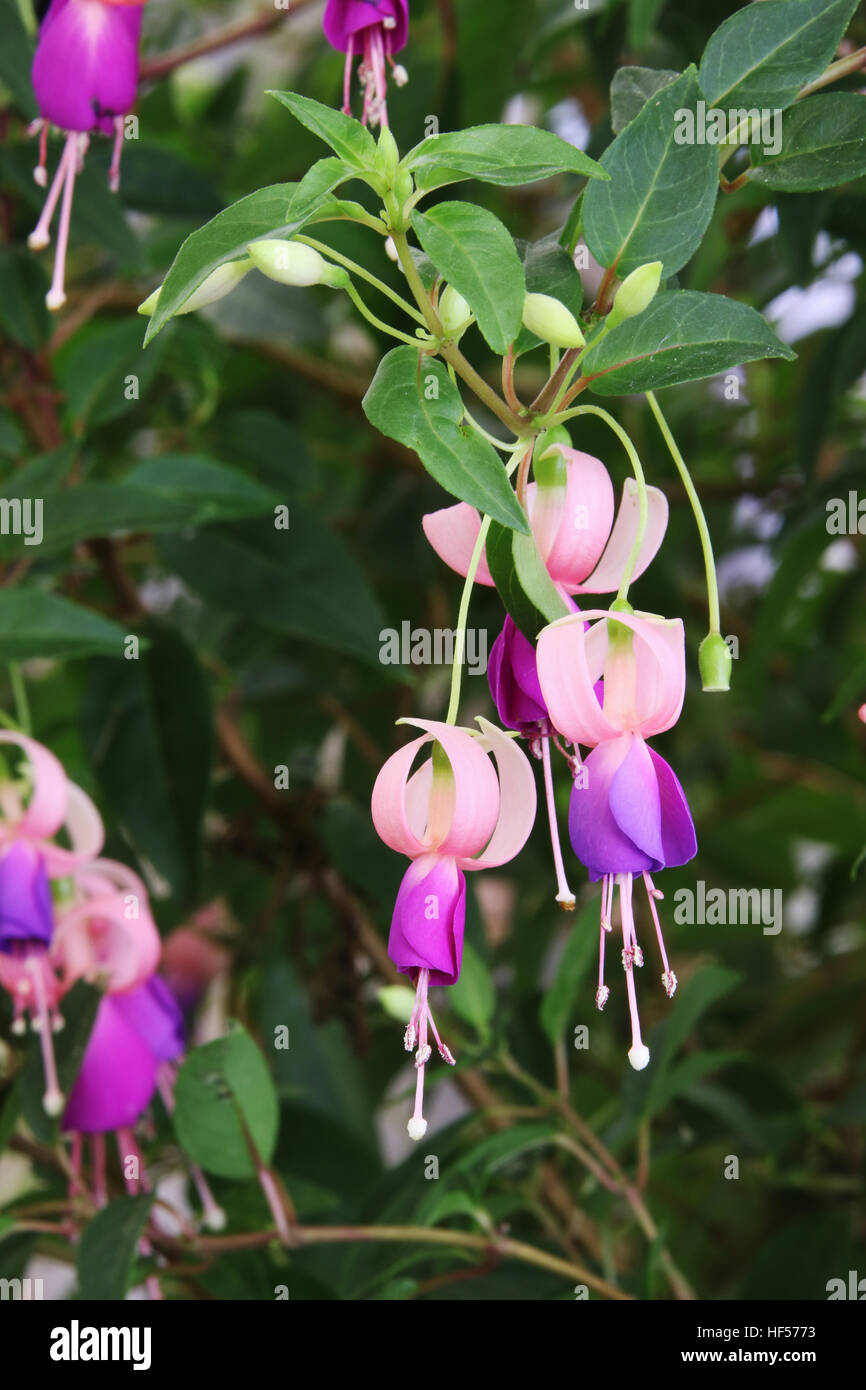 Onagraceae, Fuchsia, stieg von Kastilien oder Rose von Castillo. Canfield Fair. Mahoning County Fair. Canfield, Youngstown, Ohio, USA. Stockfoto