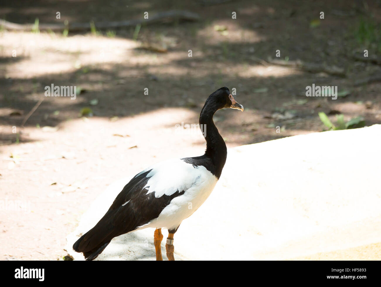 Nahaufnahme einer Sporn-winged Gans Stockfoto